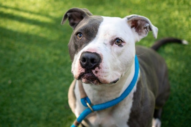 Photo of Lulu, adoptable Pit Bull Terrier mix in San José, California