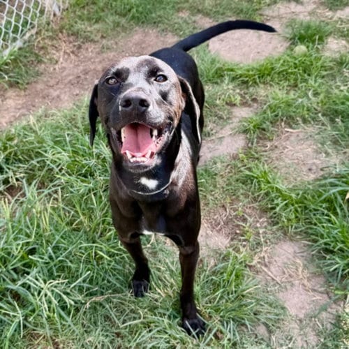 Photo of Bisquit, adoptable Labrador Retriever in Houston, Texas