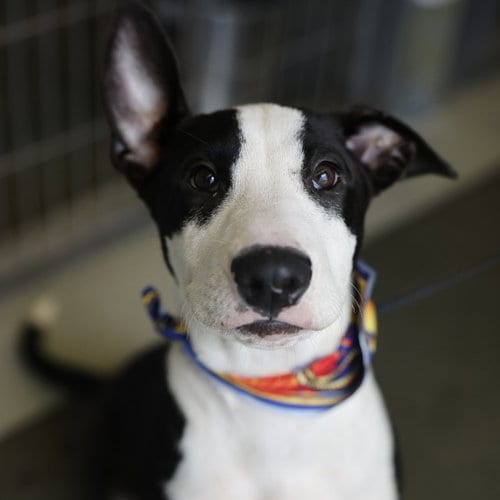 Photo of Rocky, adoptable Bull Terrier in San Antonio, Texas