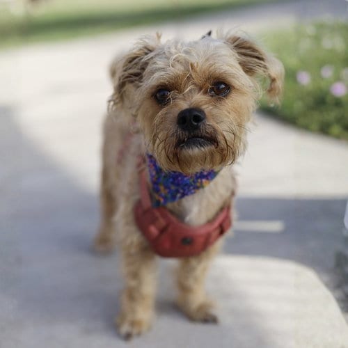 Photo of Alejandro, adoptable Terrier in San Antonio, Texas