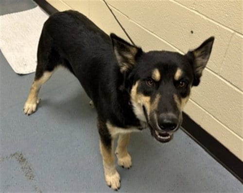 Photo of Buck, adoptable Siberian Husky in Denver, Colorado