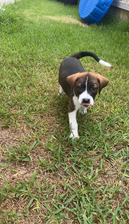 Photo of Shine, adoptable Labrador Retriever in The Woodlands, Texas