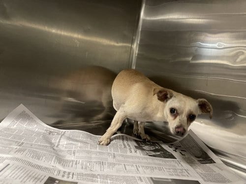 Photo of Seppy, adoptable Chihuahua in Van Nuys, California