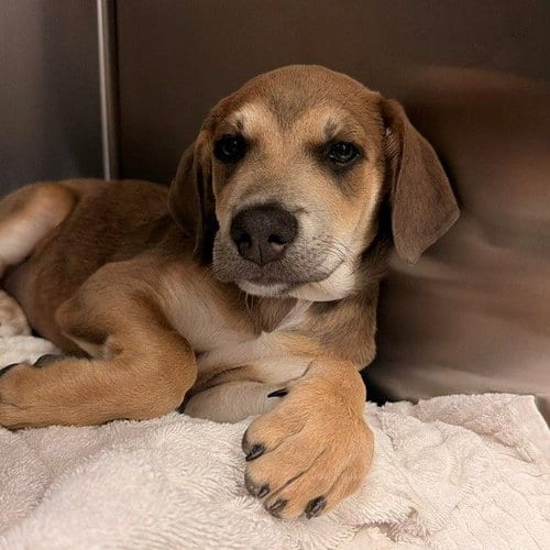 Photo of Wednesday, adoptable Unknown breed in Rancho Santa Fe, California