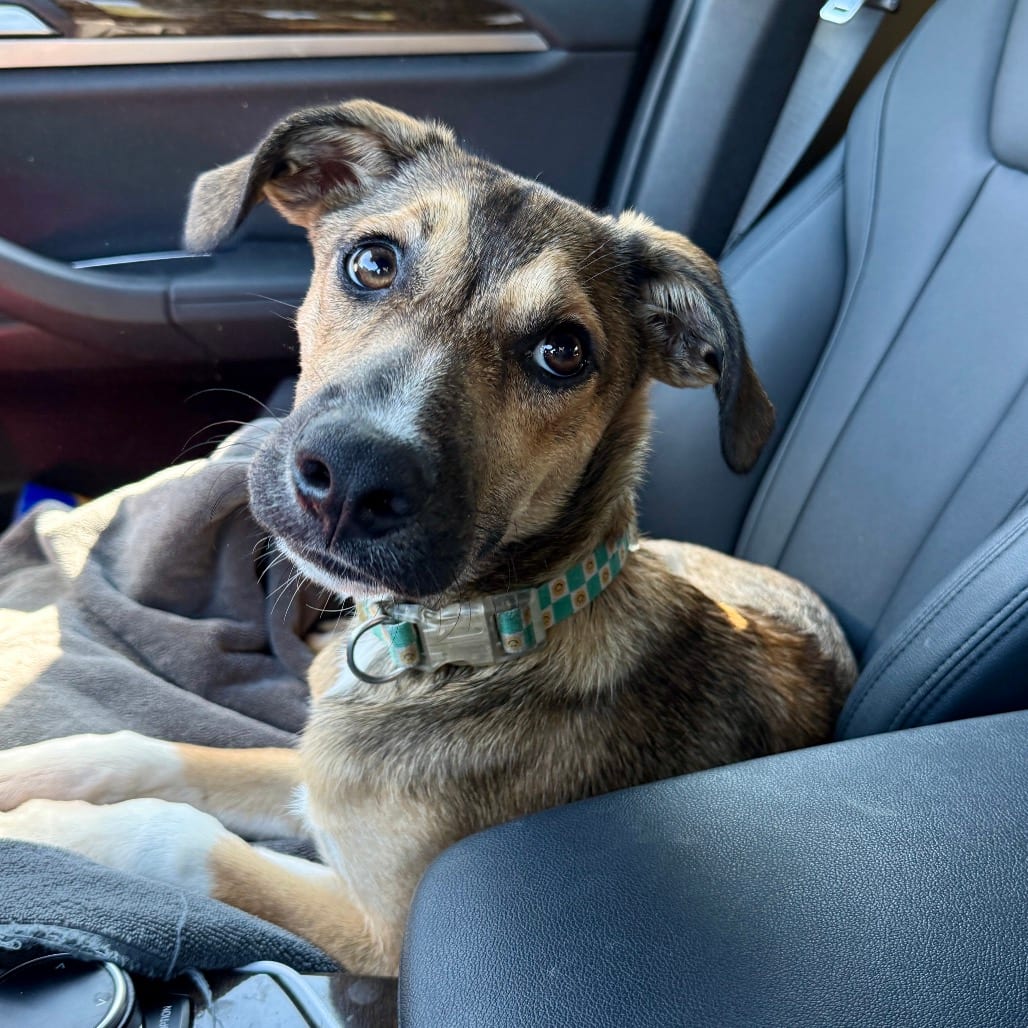 Photo of Ozzy, adoptable Mountain Cur / Mixed Breed (Medium) in Maryland, Maryland
