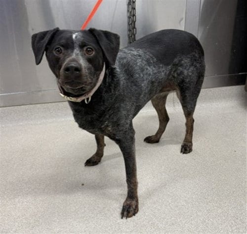 Photo of Mudgee, adoptable Australian Cattle Dog/Blue Heeler in Fairbanks, Alaska