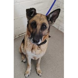 Photo of Celebi, adoptable German Shepherd Dog in San Bernardino, California