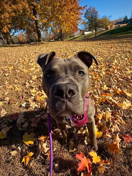 Photo of Humphrey, adoptable American Staffordshire Terrier in Princeton, Minnesota