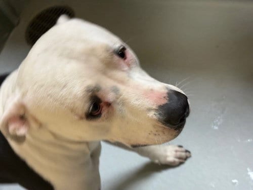 Photo of Cleopatria, adoptable Pit Bull Terrier in Tulsa, Oklahoma