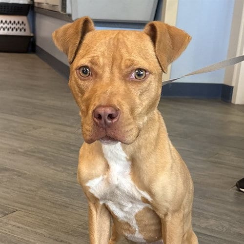 Photo of Maple, adoptable Pit Bull Terrier in Maryland, Missouri
