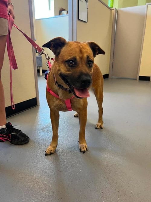 Photo of Honey- In Foster, adoptable Black Mouth Cur in Rockwall, Texas