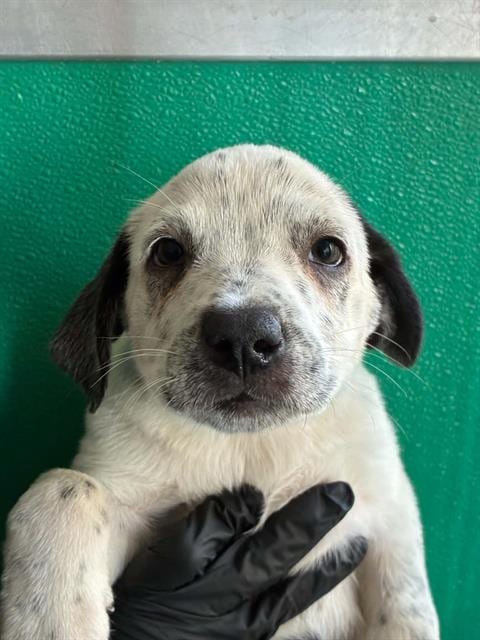 Photo of Tracy, adoptable Queensland Heeler in Visalia, California