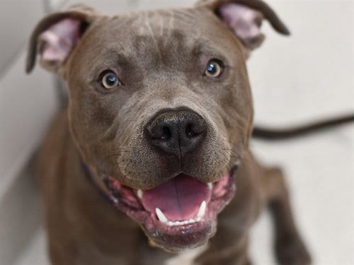 Photo of Happy, adoptable Pit Bull Terrier in Denver, Colorado