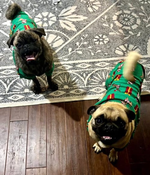 Photo of Niles, adoptable Pug in Indianapolis, Indiana