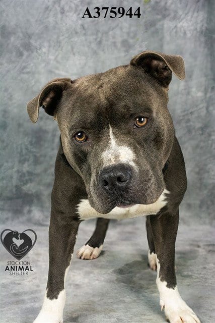 Photo of Le Pew, adoptable Pit Bull Terrier in Stockton, California