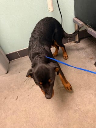 Photo of Raven, adoptable dog in Farmington, New Mexico
