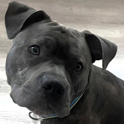 Photo of Onyx, adoptable Pit Bull Terrier in Framingham, Massachusetts