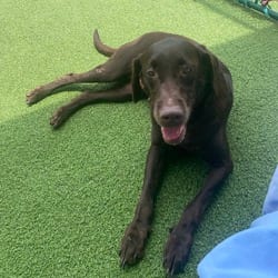 Photo of Star 8275, adoptable Labrador Retriever in Loxahatchee, Florida
