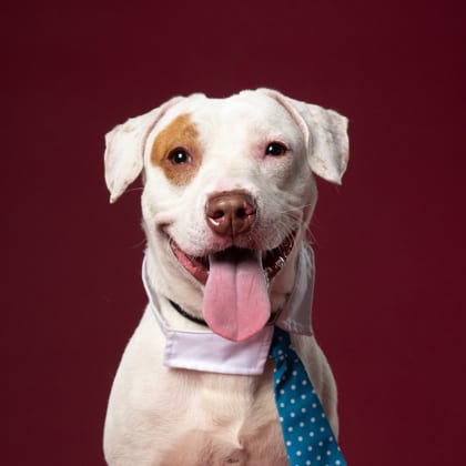 Photo of Artemis, adoptable dog in Atlanta, Georgia