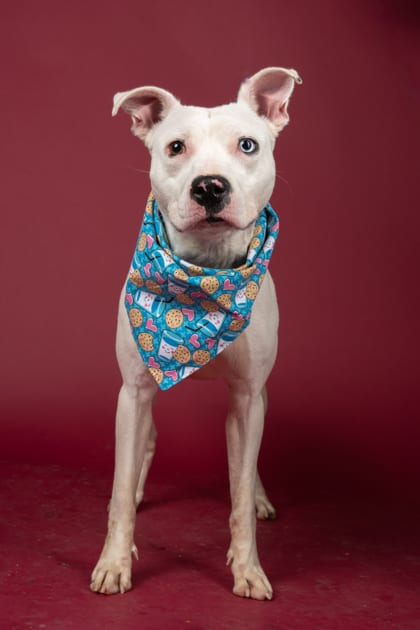 Photo of Ivory, adoptable dog in Atlanta, Georgia