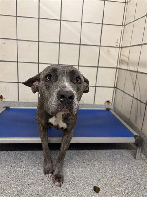 Photo of A188563, adoptable American Pit Bull Terrier in Pasadena, Texas