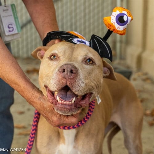 Photo of May, adoptable Pit Bull Terrier in Sacramento, California