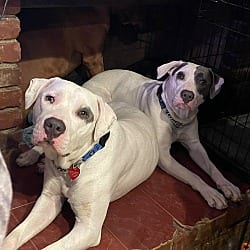 Photo of Blankets, adoptable American Bulldog Labrador Retriever in Beverly Hills, California