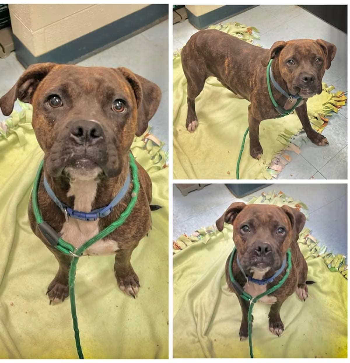 Photo of Journey, adoptable Boxer/Mixed Breed (Medium) in Dublin, Virginia