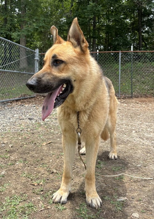Photo of King, adoptable German Shepherd Dog in Milner, Georgia