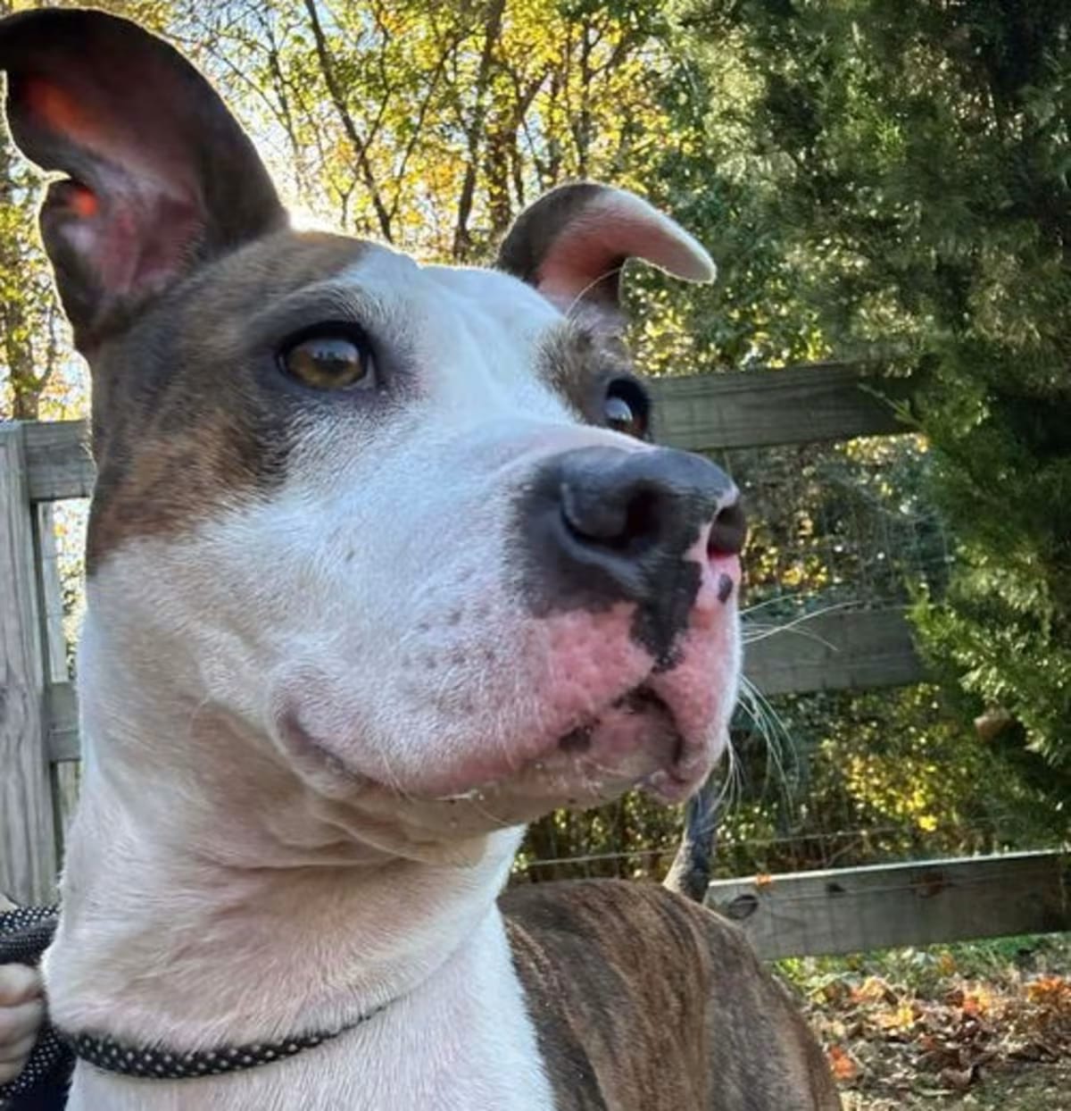 Photo of Mamba, adoptable Terrier (Unknown Type, Medium) in Charlotte, North Carolina