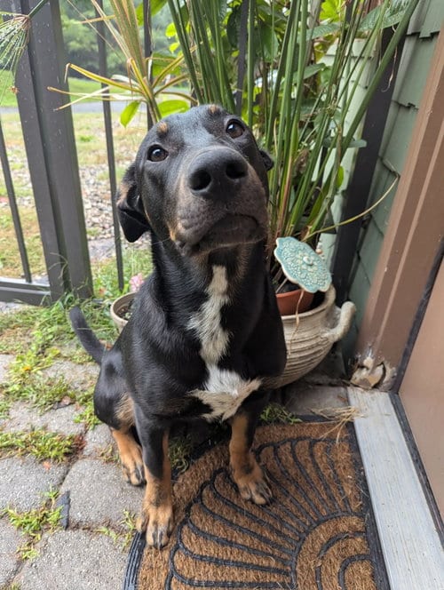 Photo of Oliver, adoptable German Shepherd Dog in Mechanicsburg, Pennsylvania