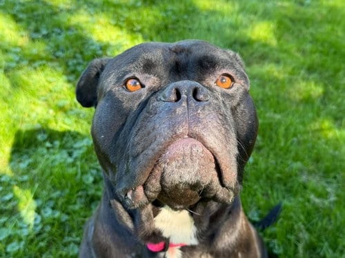 Photo of Dolly, adoptable American Bulldog in Clarkston, Michigan