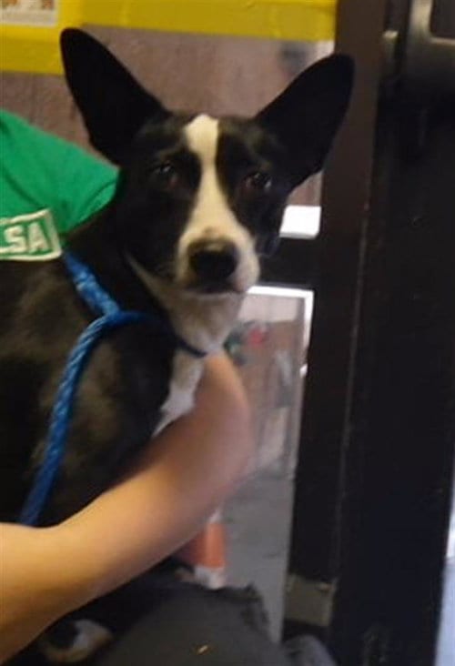 Photo of Fiona, adoptable Cardigan Welsh Corgi in Tulsa, Oklahoma