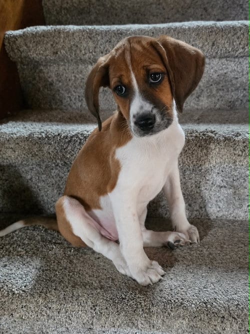 Photo of Tipper, adoptable Unknown breed in Shelburne, Vermont