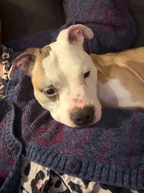 Photo of Chase, adoptable Pit Bull Terrier in Princeton, Minnesota