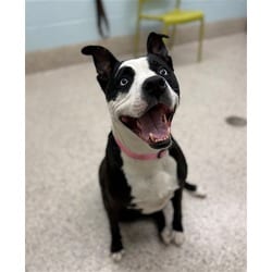 Photo of Babe, adoptable American Pit Bull Terrier in Brighton, Colorado
