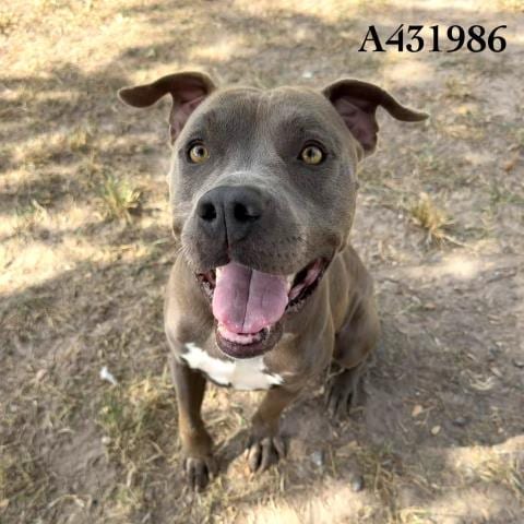 Photo of Zag, adoptable American Pit Bull Terrier in Conroe, Texas
