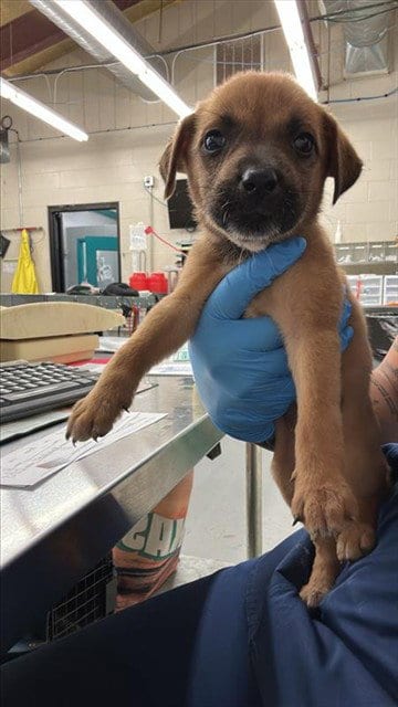 Photo of Eleanor Love, adoptable Pit Bull Terrier in Waco, Texas