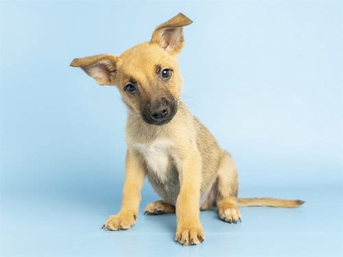 Photo of Rocky, adoptable German Shepherd Dog in Phoenix, Arizona