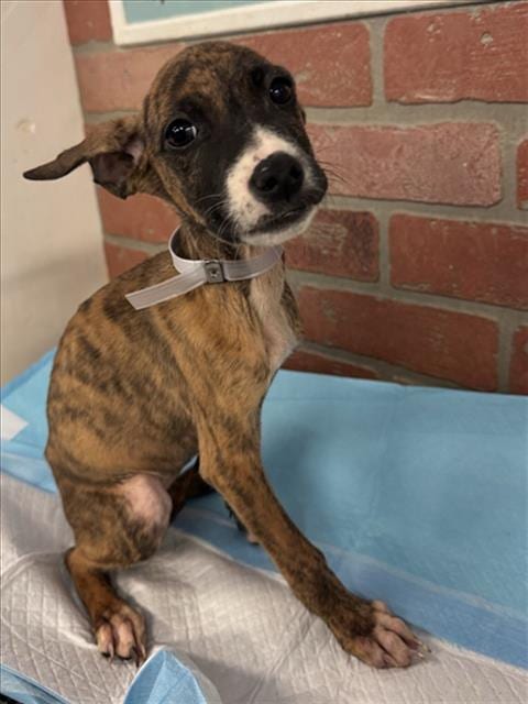 Photo of A2098300, adoptable Staffordshire Bull Terrier in Houston, Texas