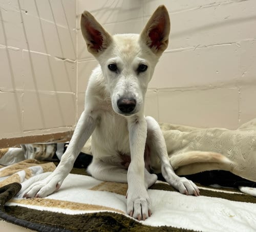 Photo of John McVie, adoptable Unknown breed (short coat) in Elkins, West Virginia