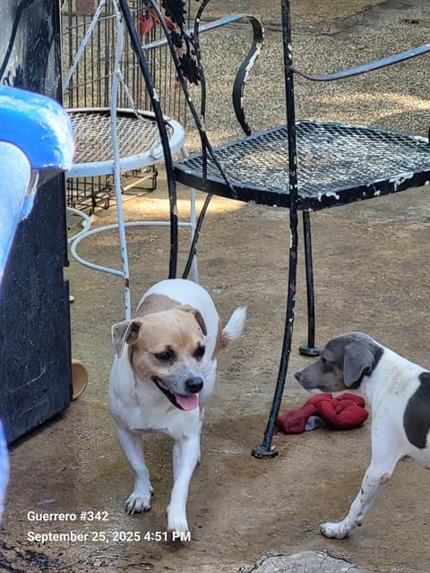 Photo of Pito, adoptable Terrier in San Antonio, Texas