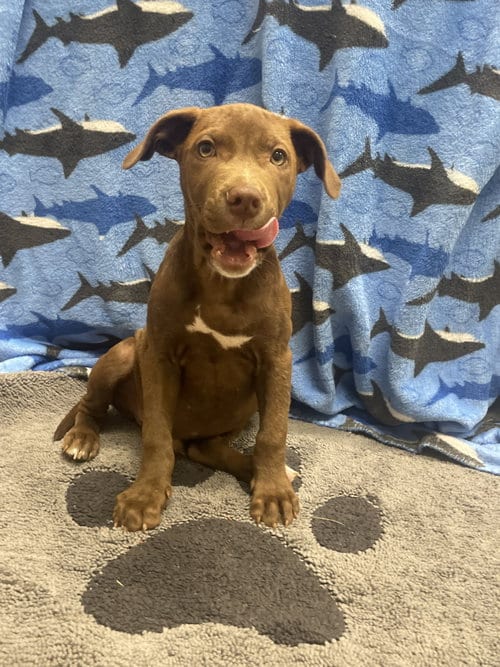Photo of Choco, adoptable Labrador Retriever in Gun Barrel City, Texas