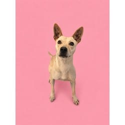 Photo of Bessy, adoptable Carolina Dog Australian Terrier in Doral, Florida