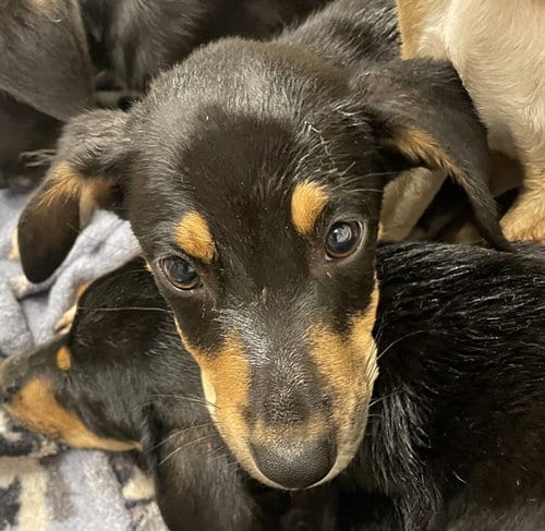 Photo of Collin, adoptable Black and Tan Coonhound in Clyde, North Carolina