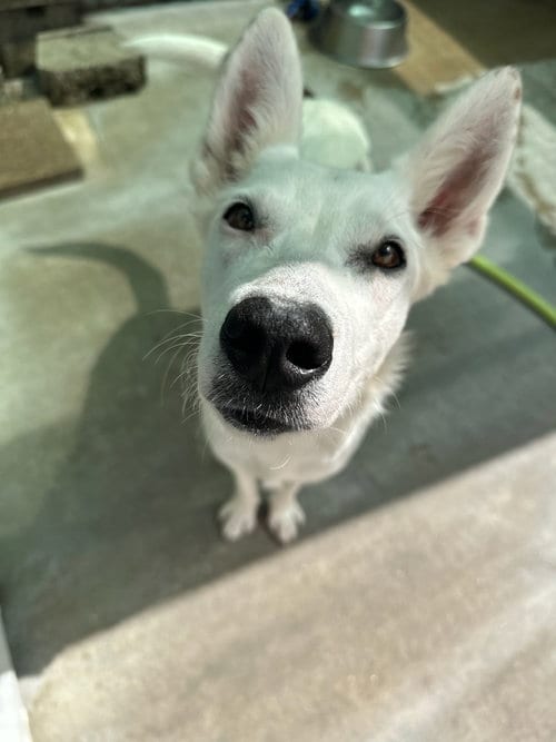 Photo of Carmen San Diego, adoptable Cattle Dog in Oak Bluffs, Massachusetts