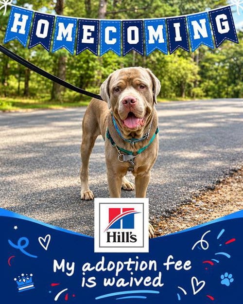 Photo of Peter, adoptable Mastiff in Dedham, Massachusetts