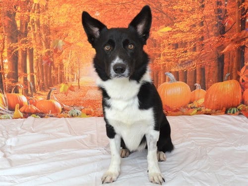 Photo of Cash, adoptable Pembroke Welsh Corgi in Oroville, California