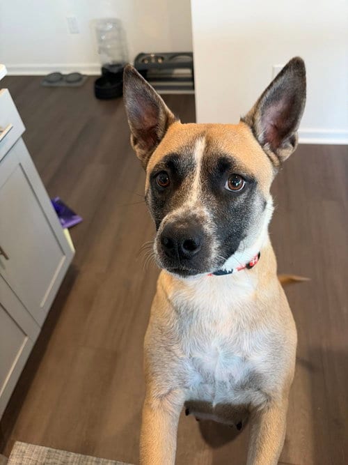 Photo of Mackey, adoptable American Pit Bull Terrier in Holly Springs, North Carolina