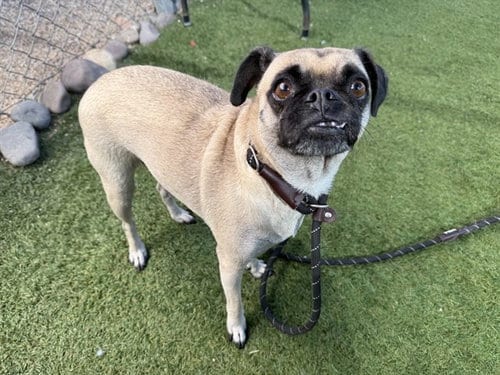 Photo of Mabel, adoptable Pug in Phoenix, Arizona